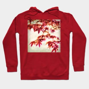 Japanese Maple Square - textured photo art Hoodie